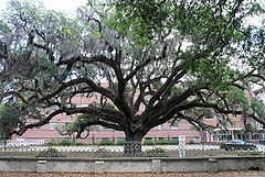 Chandler Oak in Savannah, Georgia.JPG