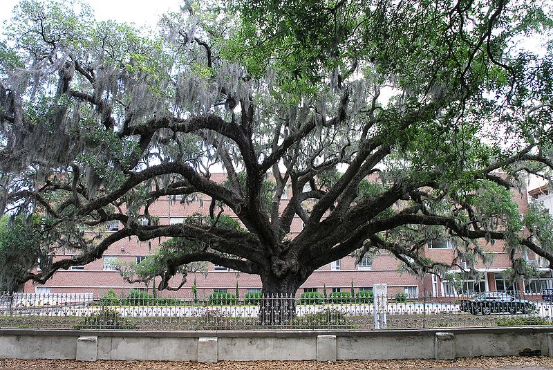 Fil:Chandler Oak in Savannah, Georgia.JPG