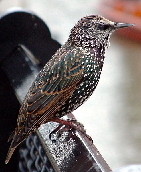 Fil:Common starling in london.jpg