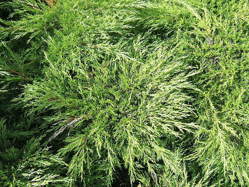 Fil:Juniperus sabina cult1.jpg
