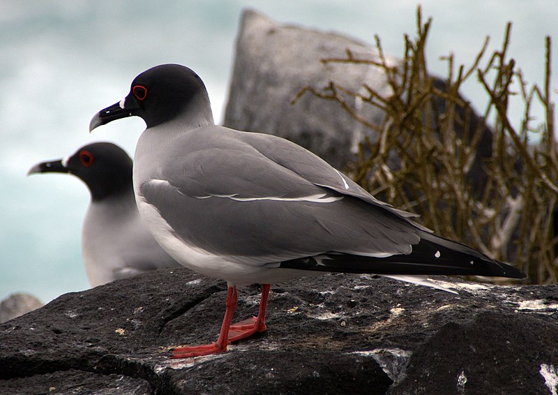 Fil:Swallow-tail Gulls (Creagrus furcatus) -Espanola -Punta Suarez2.jpg