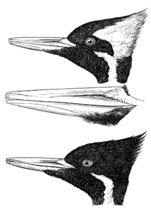 Illustration från Spencer Fullerton Bairds "History of North American Birds" från 1874 som visar på skillnaderna i fjäderdäkt hos könen. Ovan en hane och under en hona.
