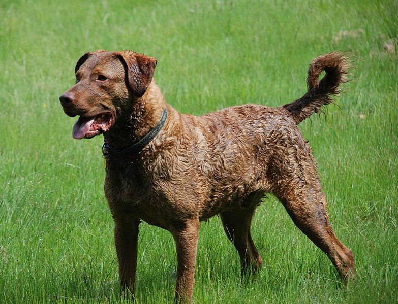 Fil:Chesapeake Bay Retriever1.jpg