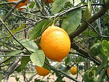 Citrus latifolia1SHSU.jpg