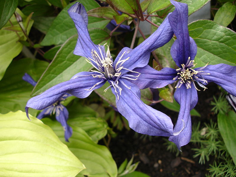 Fil:Clematis Evisix1b.UME.jpg