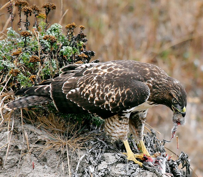 Fil:Hawk eating prey.jpg