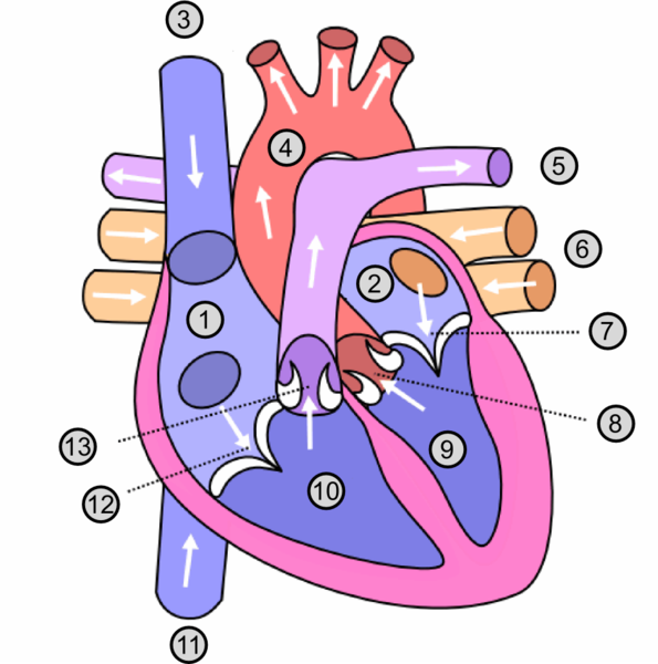 Fil:Heart numlabels.png