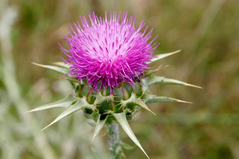 Fil:Milk thistle.jpg