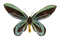 Ornithoptera alexandrae nash.jpg