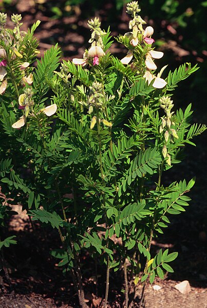 Fil:Tephrosia virginiana.jpg