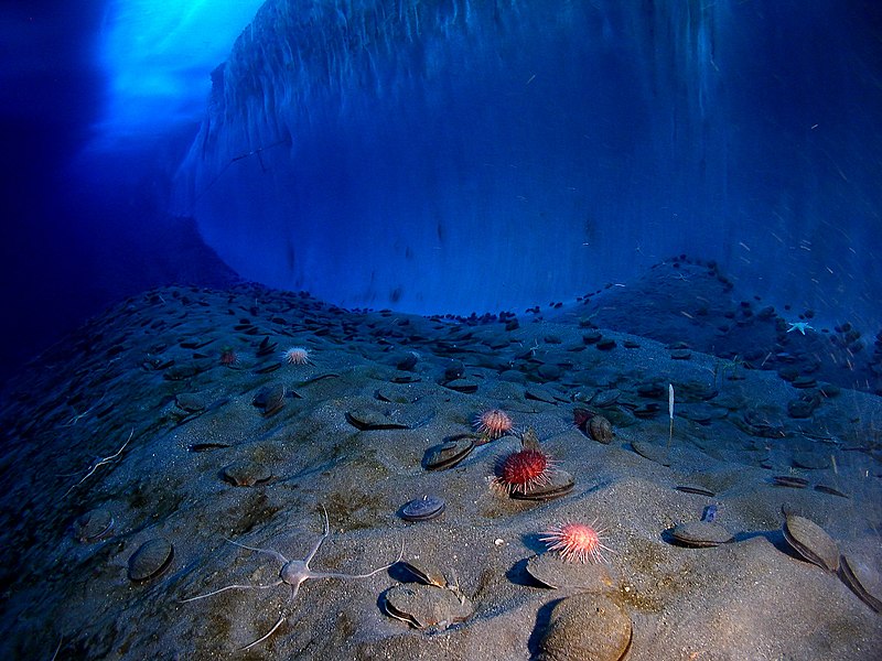 Fil:Underwater mcmurdo sound.jpg