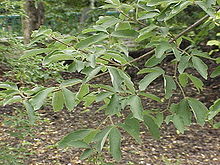 Acer griseum1.jpg