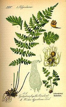 Fjällhällebräken (Woodsia alpina)