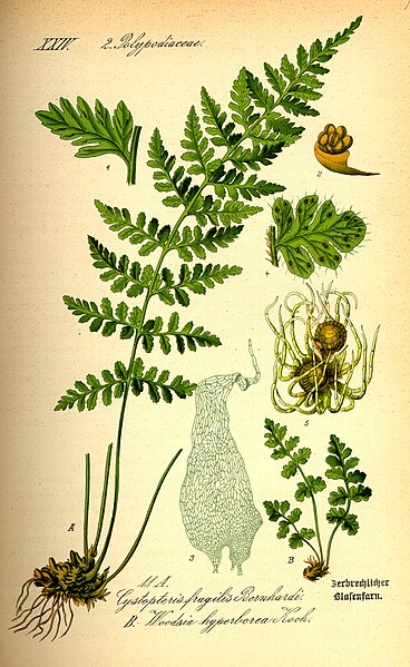 Fil:Illustration Woodsia alpina0.jpg