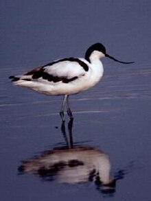 Pied Avocet.jpg