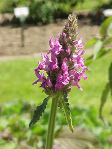 Stachys densiflora0.jpg