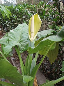 Alokasia (A. macrorrhizos)