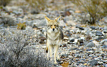 California Death Valley Coyote.jpg