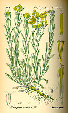 Illustration Helichrysum arenarium0.jpg