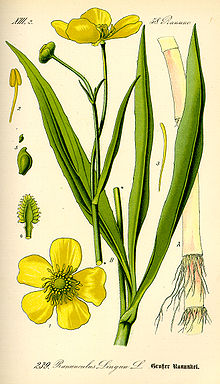 Illustration Ranunculus lingua0.jpg