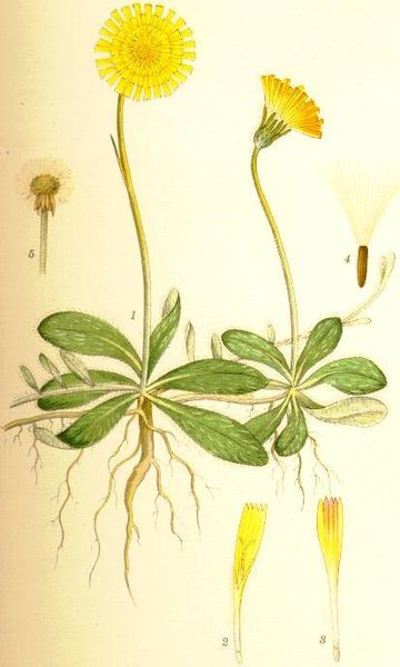 Fil:Pilosella officinarum gråfibbla.jpg