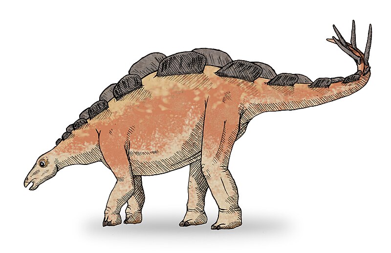 Fil:Wuerhosaurus sketch2.jpg