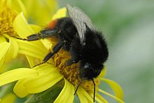 Bombus lapidarius