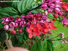 Clerodendrum speciosum 3163163613.jpg