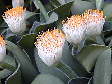 Haemanthus albiflos1C2000.jpg