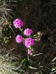 Lychnis alpina.JPG