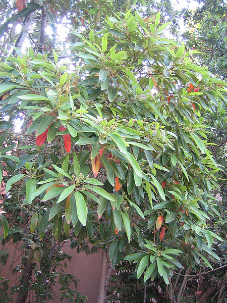 Fil:Persea indica (Nanosanchez).jpg