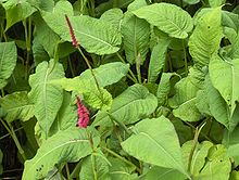 Persicaria amplexicaulis001.jpg