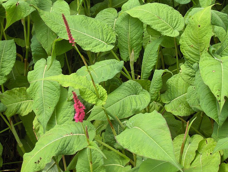 Fil:Persicaria amplexicaulis001.jpg