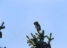 Sparvugglan hävdar ofta sitt revir genom att sjunga från toppen av en gran.