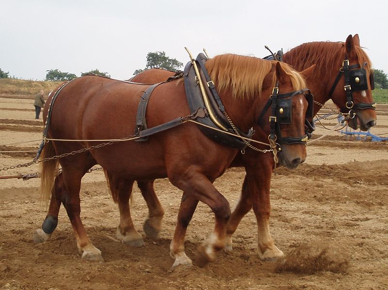 Fil:Suffolk horses ploughing.jpg