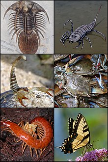 Några exempel av fossila och nulevande leddjur: trilobit, sjöskorpion, skorpion, krabba, mångfoting, fjäril