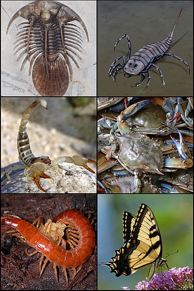 Fil:Arthropoda.jpg
