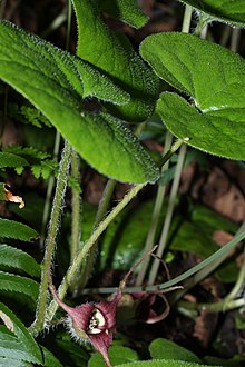 Kalifornisk hasselört (Asarum caudatum)