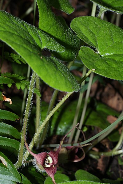 Fil:Asarum caudatum 1117.JPG