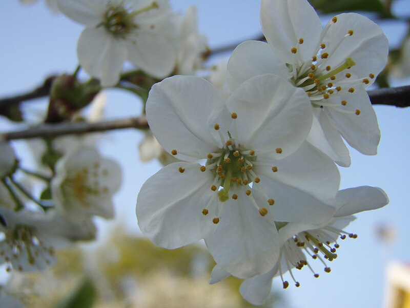 Fil:Cherry tree flower close-up.JPG