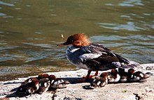 Storskrake (Mergus merganser)