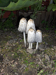 Coprinus comatus-Sept 2008.jpg