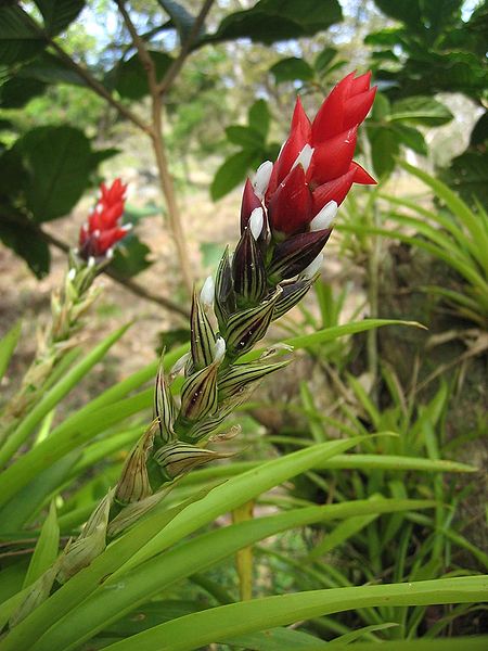 Fil:DirkvdM red-white-stripe flower.jpg