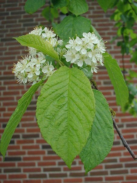 Fil:Prunus-mackii-flower.JPG