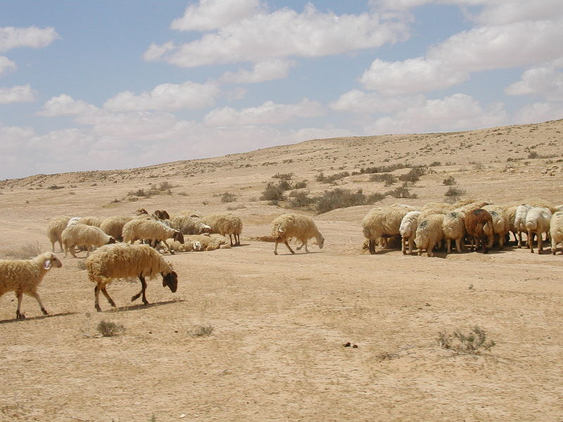 Fil:Sheep Herd Revivim.jpg