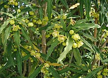 Bandbladsberberis (B. gagnepainii )