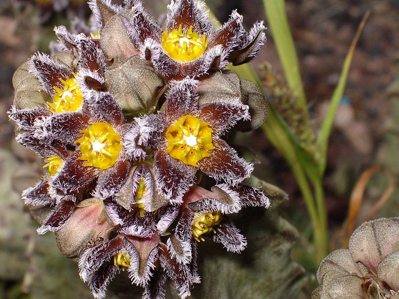 Fil:Caralluma burchardii IMGP8282.JPG