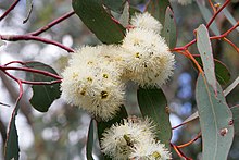 Eucalyptus flowers02.jpg