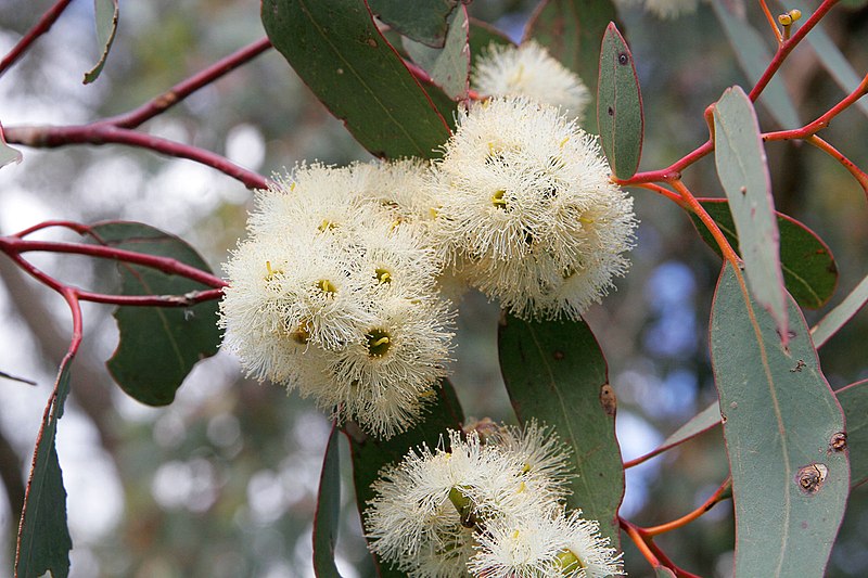 Fil:Eucalyptus flowers02.jpg