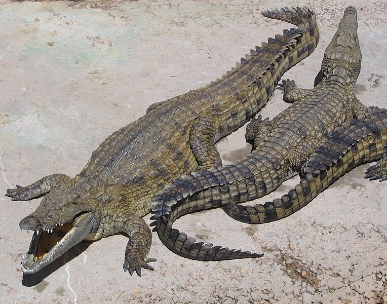 Fil:NileCrocodile.jpg